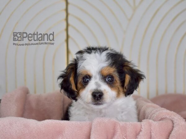 Toy Aussiedoodle-Dog-Male-Black Tri-693-Petland Independence & Lee's Summit, MO