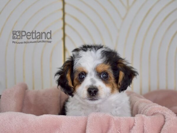 Toy Aussiedoodle Dog Male Black Tri 693 Petland Independence, Missouri