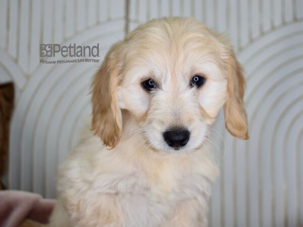 Miniature Goldendoodle Dog Female Golden 701 Petland Independence, Missouri