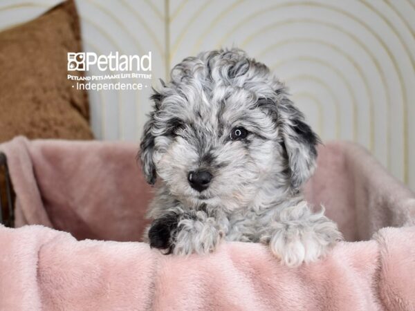 Toy Aussiedoodle Dog Female Blue Merle 5578 Petland Independence, Missouri