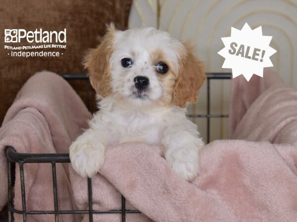 Cavapoo Dog Male Brown & White 5469 Petland Independence, Missouri