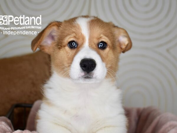 Pembroke Welsh Corgi Dog Male Sable 5587 Petland Independence, Missouri