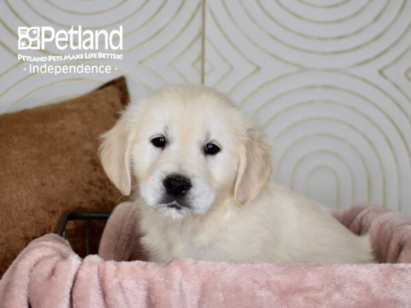 Golden Retriever Dog Male Golden 5589 Petland Independence, Missouri