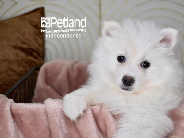 Small american best sale eskimo