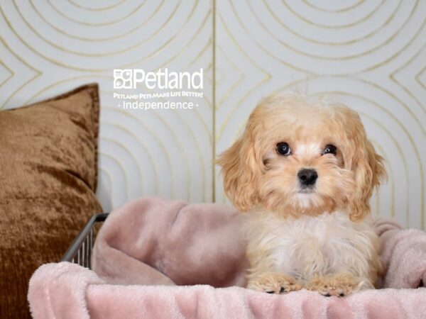 Cavapoo-Dog-Male-Apricot-5594-Petland Independence, Missouri