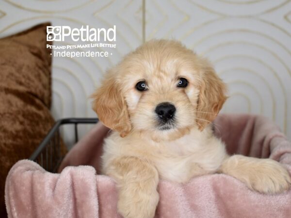 Miniature Goldendoodle Dog Male Golden 5606 Petland Independence, Missouri