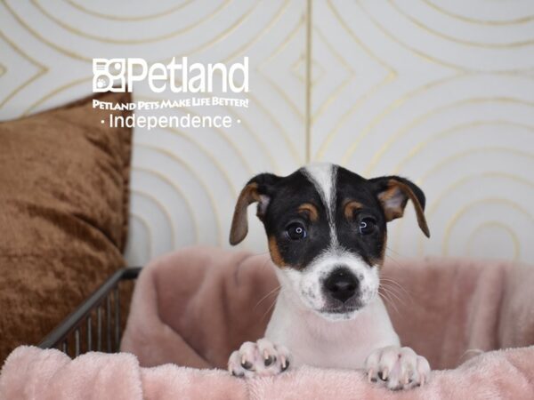 Jack Russell Terrier Dog Male White Black Markings Tan Points 5611 Petland Independence, Missouri