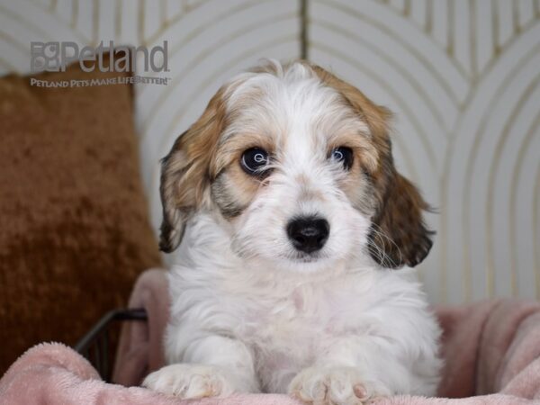 Cavachon Dog Male Brown & White 716 Petland Independence, Missouri