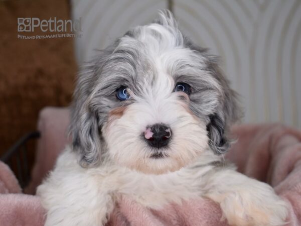 Havapoo Dog Female Blue Merle Parti 714 Petland Independence, Missouri