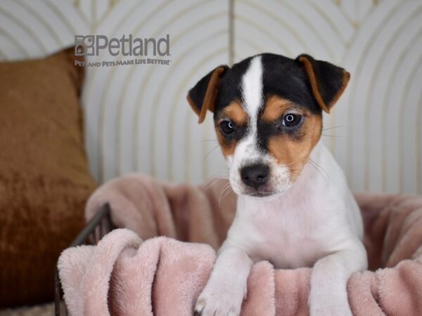 Jack Russell Terrier-Dog-Female-White Black Markings Tan Points-727-Petland Independence, Missouri