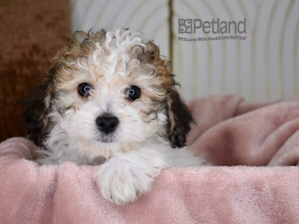 Bichon-Poo-Dog-Female-Apricot Parti-712-Petland Independence, Missouri