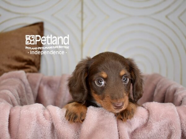 Dachshund Dog Female Chocolate & Tan 5622 Petland Independence, Missouri