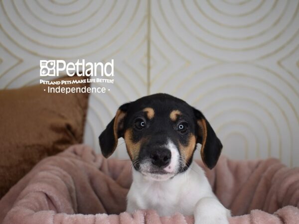 Jack Russell Terrier Dog Male White Black Markings Tan Points 5617 Petland Independence, Missouri