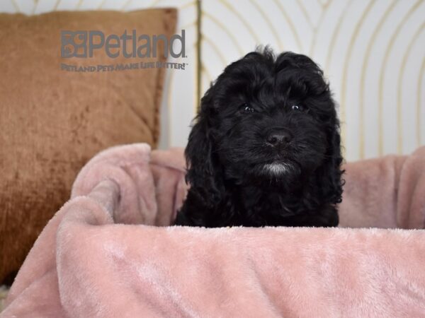 Cockapoo Dog Female Black 740 Petland Independence, Missouri