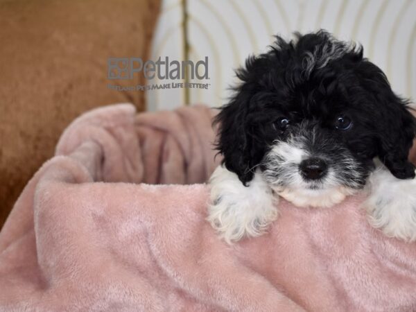 Cockapoo-Dog-Female-Black & White-741-Petland Independence, Missouri