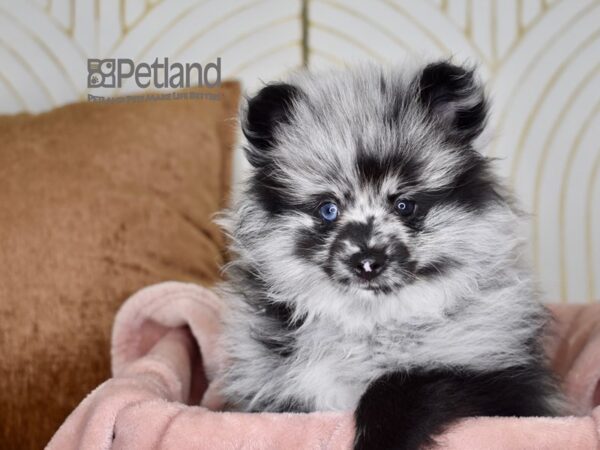 Pomeranian Dog Male Blue Merle 732 Petland Independence, Missouri