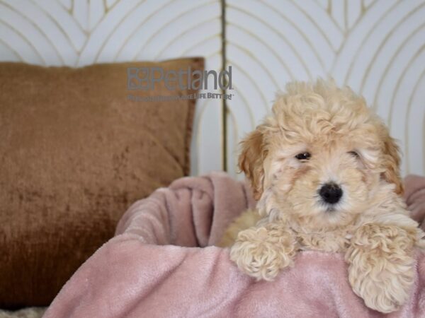 Miniature Goldendoodle 2nd Gen Dog Female Golden 738 Petland Independence, Missouri