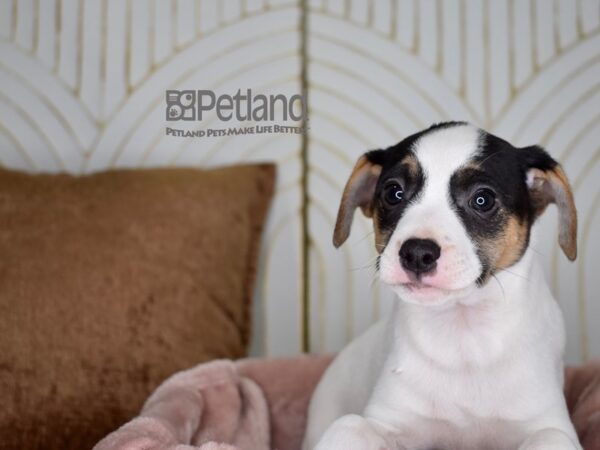 Jack Russell Terrier Dog Male White Black Markings Tan points 736 Petland Independence, Missouri