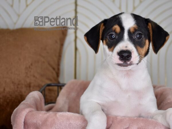Jack Russell Terrier-Dog-Male-White Black Markings Tan Points-735-Petland Independence, Missouri
