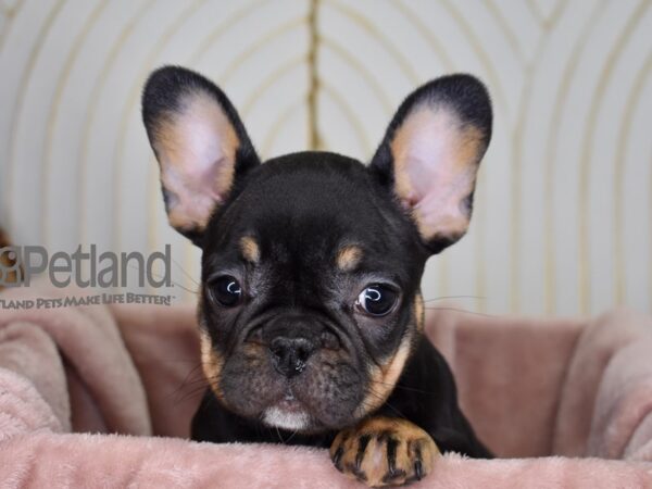 French Bulldog Dog Female Black & Tan 743 Petland Independence, Missouri