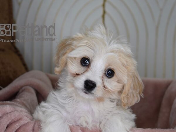 Cavachon Dog Female Brown & White 715 Petland Independence, Missouri