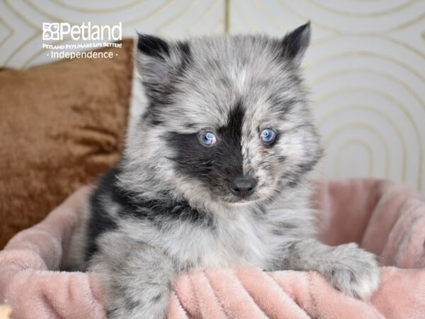 Pomsky Dog Male Blue Merle 5634 Petland Independence, Missouri