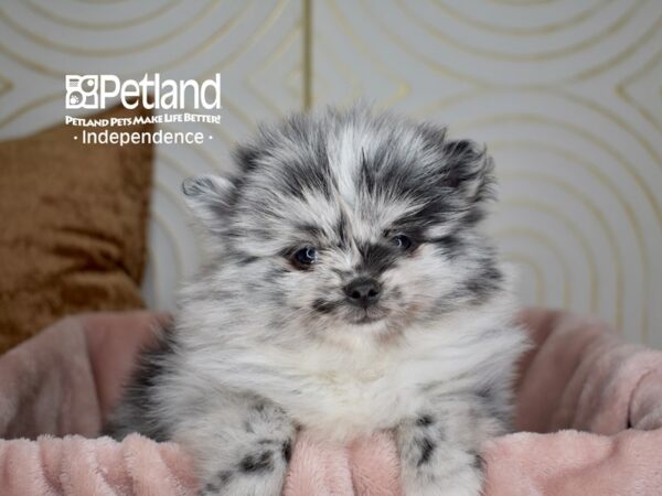 Pomsky Dog Male Blue Merle 5633 Petland Independence, Missouri