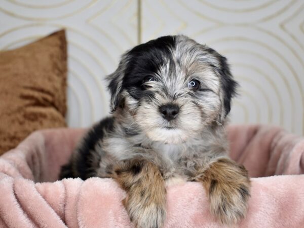 Miniature Aussidoodle-Dog-Female-Blue Merle Tan Points-5636-Petland Independence, Missouri