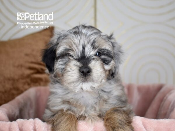 Miniature Aussiedoodle-Dog-Male-Blue Merle Tan Points-5635-Petland Independence & Lee's Summit, MO