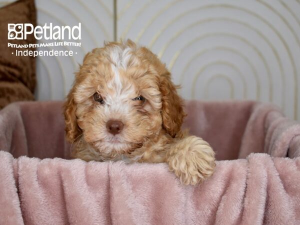 Cockapoo 2nd Generation-Dog-Female-Apricot White Markings-5639-Petland Independence, Missouri