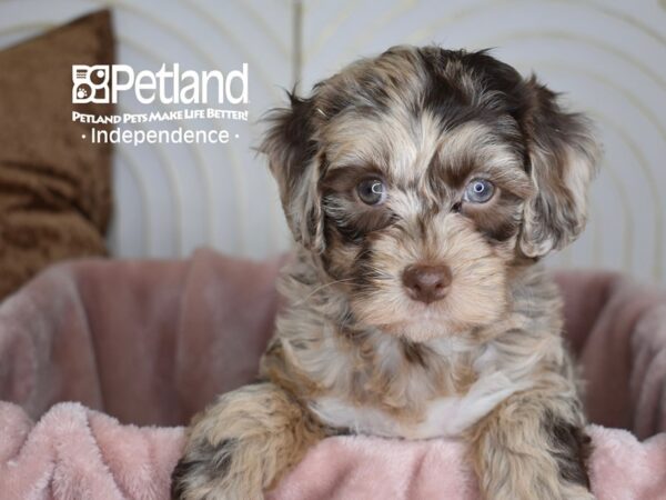 Cockapoo 2nd Generation-Dog-Female-Chocolate Merle Tan Points-5638-Petland Independence & Lee's Summit, MO