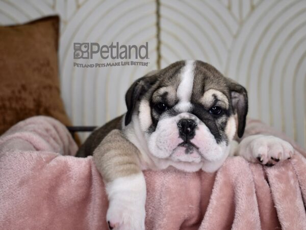 English Bulldog Dog Female Fawn & White 753 Petland Independence, Missouri