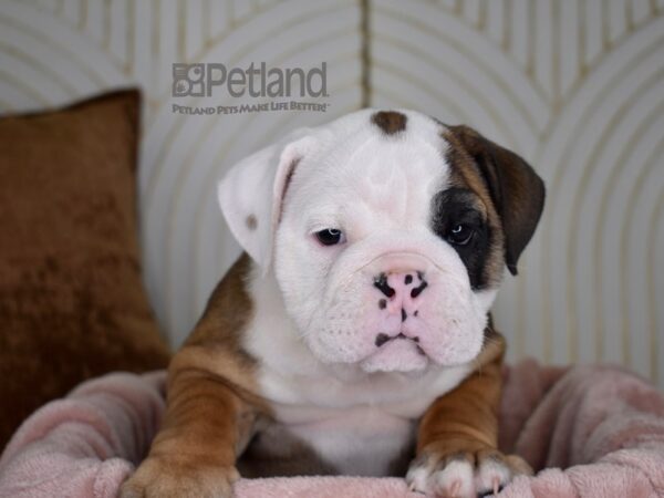 English Bulldog Dog Female Red & White 752 Petland Independence, Missouri