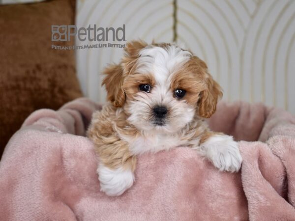 Shipoo Dog Female Apricot & White 756 Petland Independence, Missouri