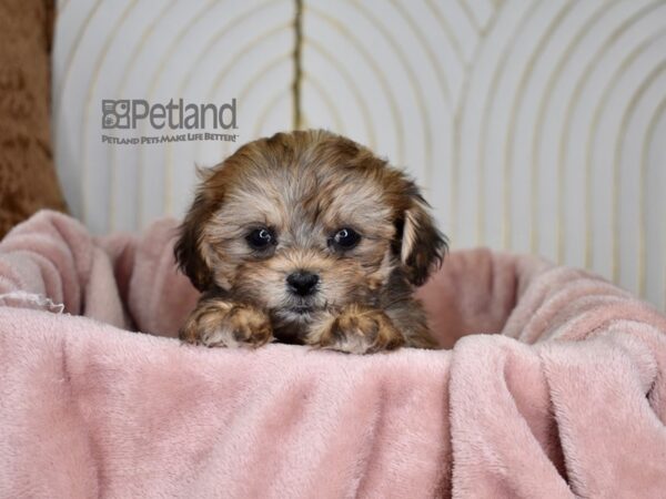 Shipoo Dog Male Sable 755 Petland Independence, Missouri