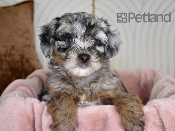 Miniature Aussiedoodle Dog Female Blue Merle Tan Points 751 Petland Independence, Missouri