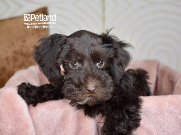 Schnoodle Dog Male Chocolate White Markings 5647 Petland Independence, Missouri