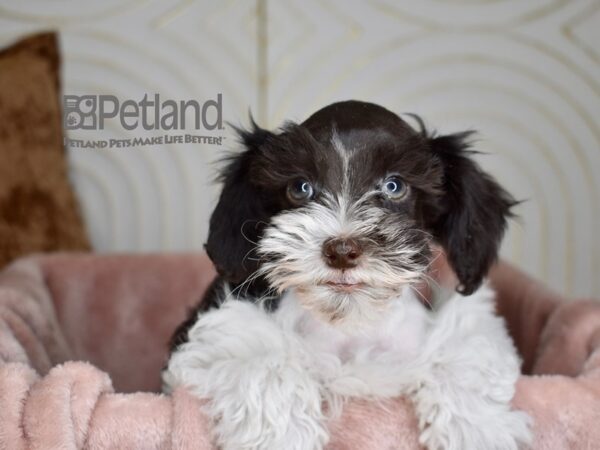 Schnoodle Dog Male Chocolate Parti 765 Petland Independence, Missouri