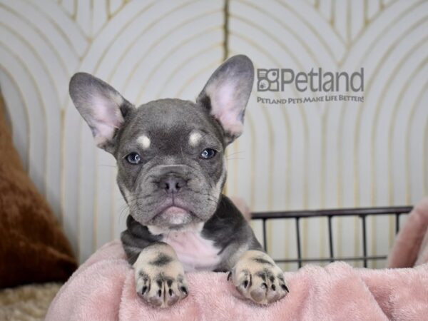 French Bulldog Dog Female Blue & Tan 759 Petland Independence, Missouri