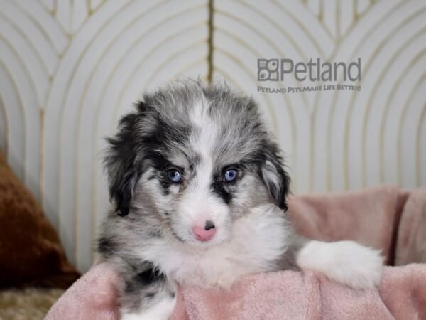 Miniature Aussidoodle-Dog-Female-Blue Merle-763-Petland Independence, Missouri