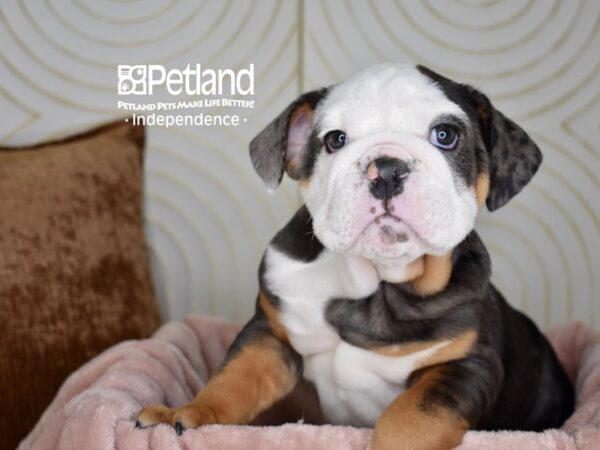 English Bulldog-Dog-Male-Blue Merle White Markings Tan Points-5654-Petland Independence, Missouri