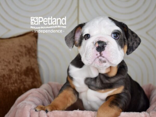 English Bulldog Dog Male Blue Merle White Markings Tan Points 5654 Petland Independence, Missouri