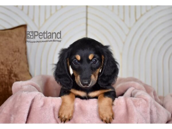 Dachshund Dog Male Black & Tan 770 Petland Independence, Missouri