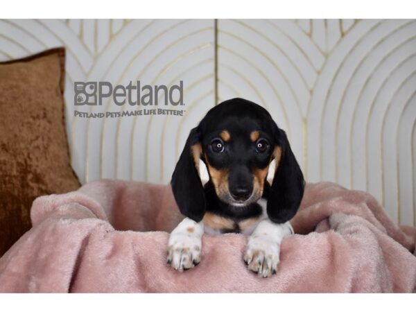 Dachshund Dog Female Black & Tan Piebald 771 Petland Independence, Missouri