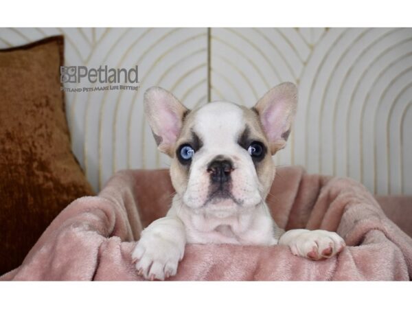 French Bulldog-Dog-Male-Blue Fawn Piebald-774-Petland Independence & Lee's Summit, MO