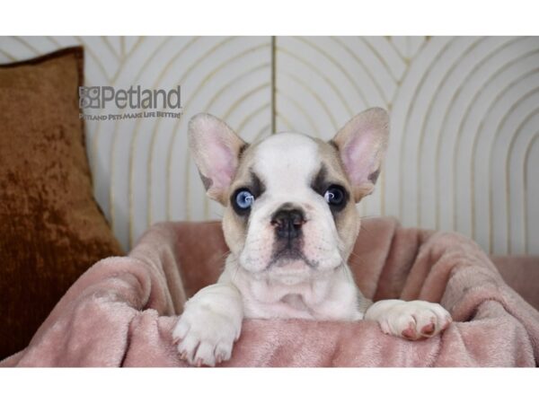 French Bulldog Dog Male Blue Fawn Piebald 774 Petland Independence, Missouri