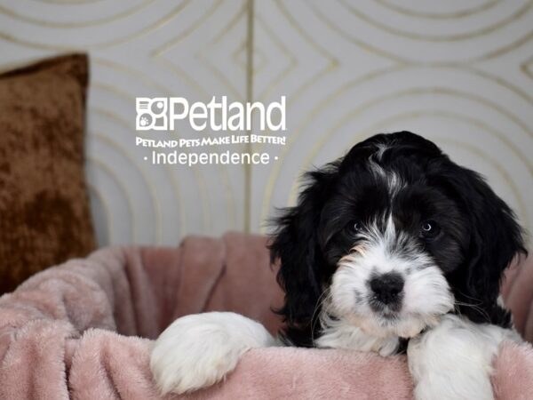 Cavapoo Dog Female Black & White 5650 Petland Independence, Missouri