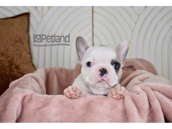 French Bulldog Dog Male Blue Fawn Piebald 773 Petland Independence, Missouri