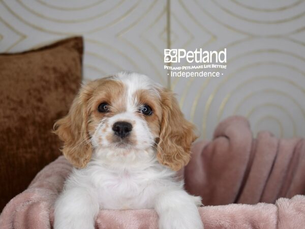 Cavapoo-Dog-Female-Blenheim-5649-Petland Independence, Missouri