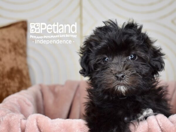 Malti Poo-Dog-Male-Black-5651-Petland Independence, Missouri